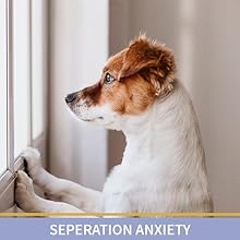 dog waiting for owners to come home