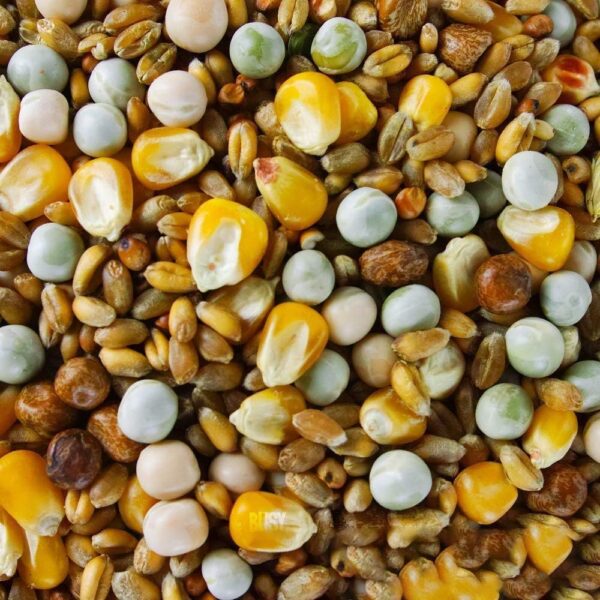 BusyBeaks Four Seasons Pigeon Corn | Premium Grade Natural Food Mix | Rich in Nutritious Oils Vitamins and Minerals | Perfect Year-Round Wild Bird Seed Feed | High in Protein Energy & Fibre (5kg)