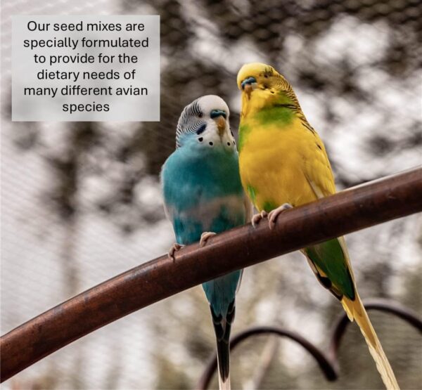 Millet Sprays x 10 Premium Cage Bird Food Seed