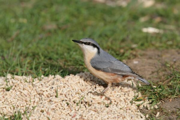 RSPB High Energy Suet Sprinkles 1.5kg for Wild Garden Birds