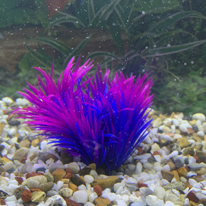 Purple and blue fish tank plant