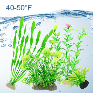 aquarium plants