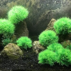 BEGONDIS Aquarium Decorations 4Pcs Green Grass Ball Water Plants, Artificial Fish Tank Decor, Made of Soft Plastic, Good for All Fish & Pets