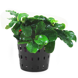 Aquarium Water Plants Planting Basket