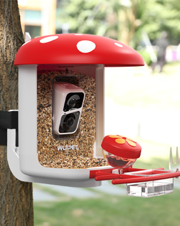 bird feeder with camera