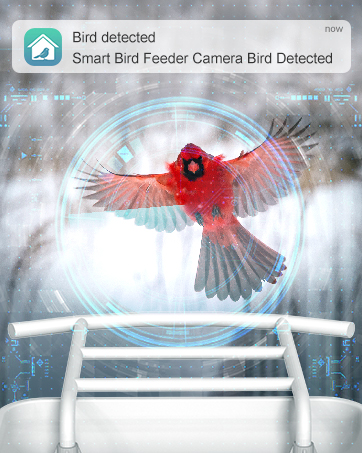 bird feeder with camera