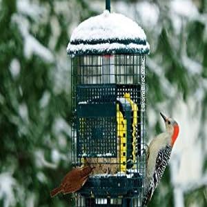 squirrel buster suet