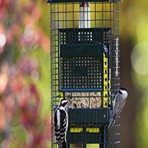 squirrel buster suet