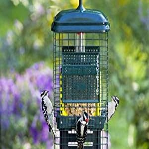 squirrel buster suet