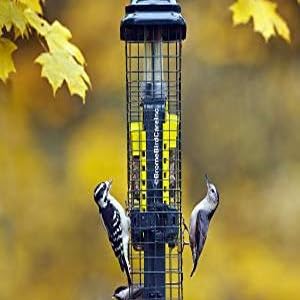 squirrel buster suet