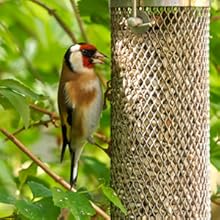 great tit feeder