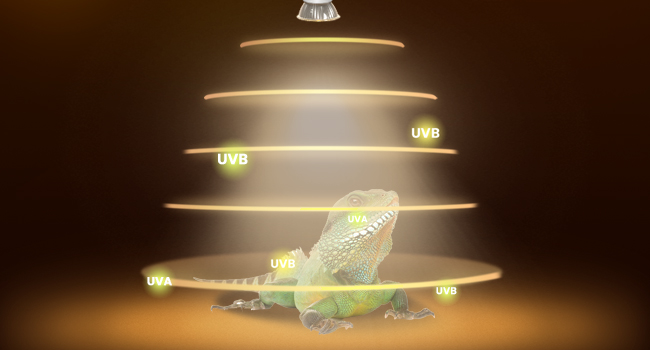 uvb bulb reptile bulb