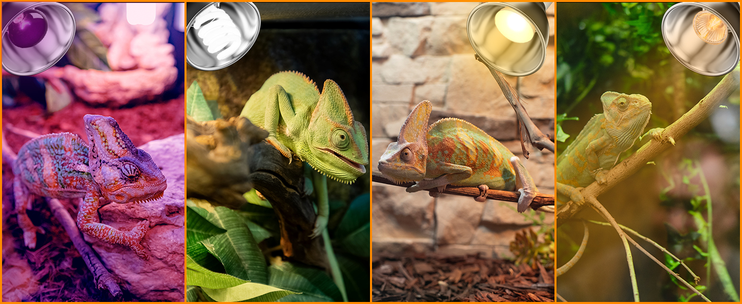 reptile heat lamp