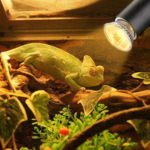 25w reptile bulb