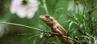 reptile basking bulb