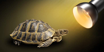 Tortoise Heat Lamp