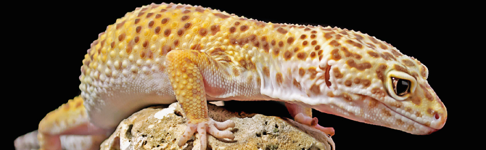 banner Geckos