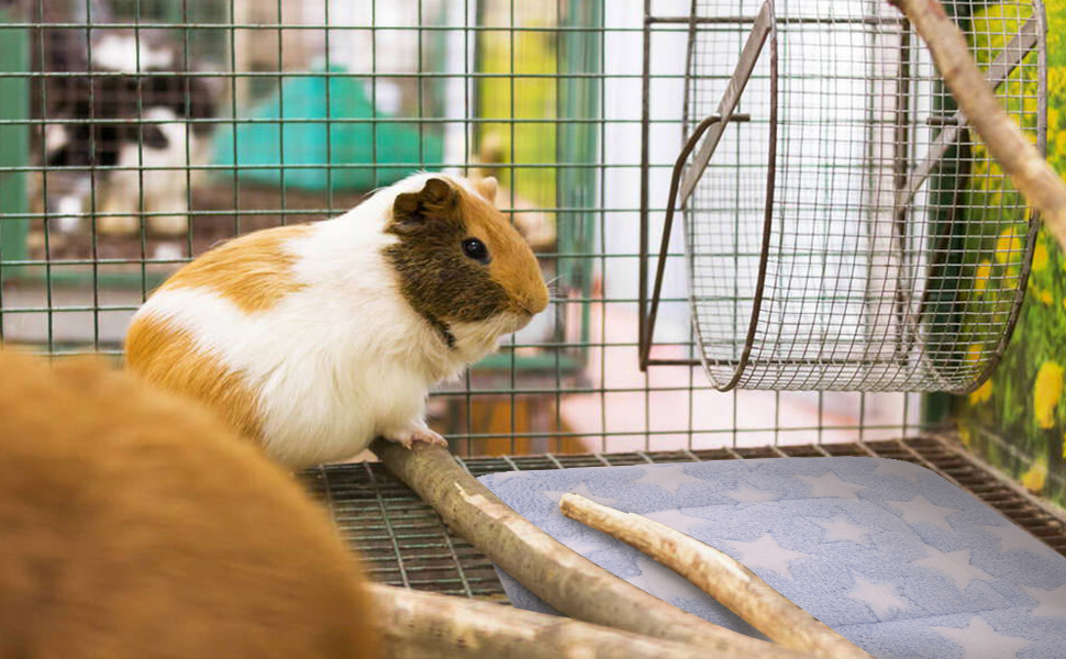 guinea pig bed