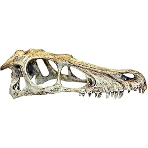 Komodo Raptor Skull