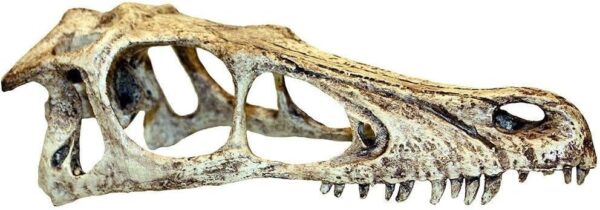 Komodo Raptor Skull, Small