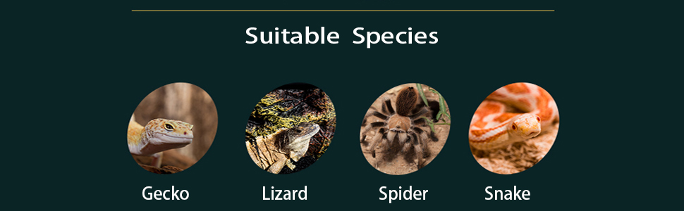 Suitable species: gecko, lizard, spider,snake