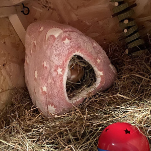 guinea pig bed