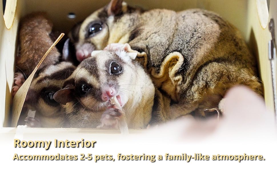 Sugar Glider 5