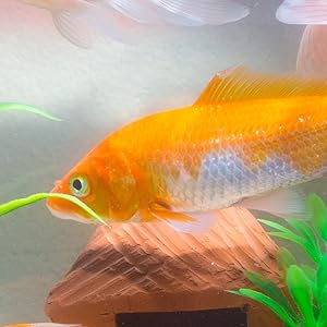 Goldfish A+ Content Title