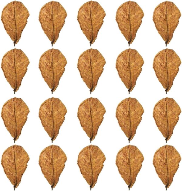 20 Terminalia Leaves, Ecological Simulation Landscaping Supplies, Fish Tank Decoration, Fish Tank Accessories, Aquarium Plant Food