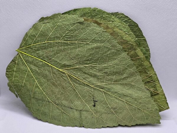 25 Mulberry Leaves, Supplementary food for freshwater shrimp, Shrimp Leaves