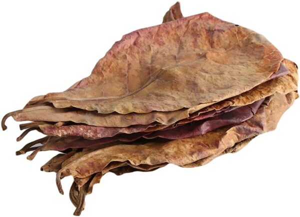 Large Catappa Indian Almond Leaves for Aquarium, 6-10" 15-25cm, Shrimp Snail Axolotl Betta Fish, Dried Fish Tank Food (50)