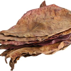 Large Catappa Indian Almond Leaves for Aquarium Shrimp Snail Axolotl Betta Fish, Dried Fish Tank Food 6-10" 15-25cm (10)