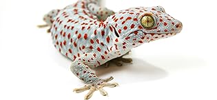 gecko